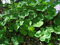 Blood Root